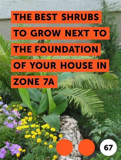 Maybe you would like to learn more about one of these? The Best Shrubs to Grow Next to the Foundation of Your ...