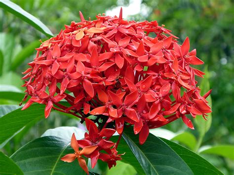 Безплатна снимка растение листо цвете червен ботаника флора