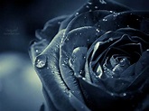 Black Rose images Wallpaper Download - High Resolution 4K Wallpaper