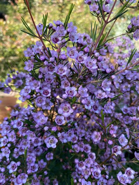 Geraldton Wax Flower Purple Pride Indigigrow