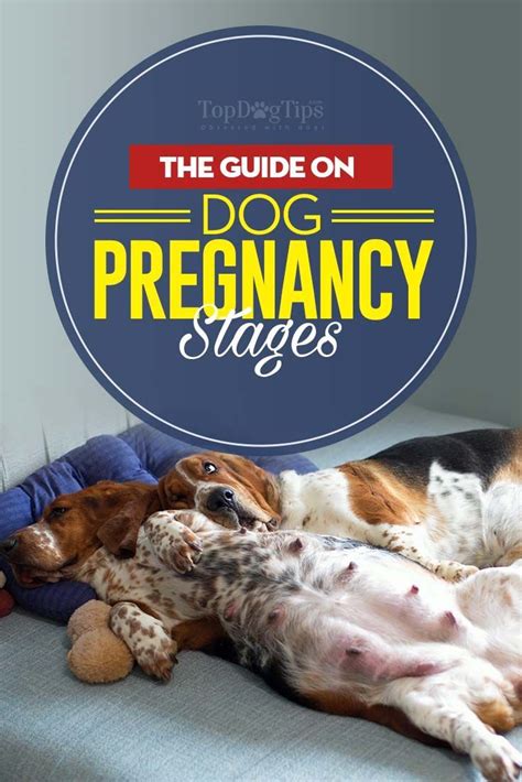 Dog Pregnancy Stages And What To Expect When Expecting Top Dog Tips
