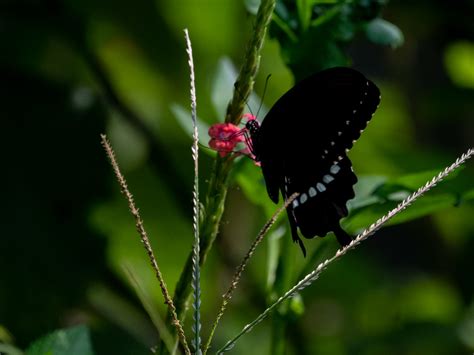 005玉帶鳳蝶 Papilio Polytes Polytes Linnaeus 1758 Flickr