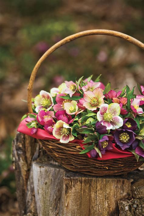 The ideal temperature for these winter flowers is 10° to 25° celcius. Winter Flowers: Lenten Roses - Southern Living