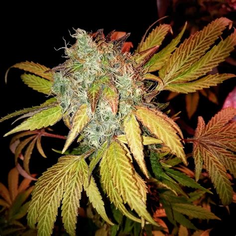 Chex Von Seattle Chronic Seeds Cannabis Sorten Infos