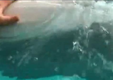 Dolphin Oral Zoo Tube 1