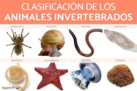 Top 195 Imagenes De Animales Invertebrados Poriferos Destinomexicomx