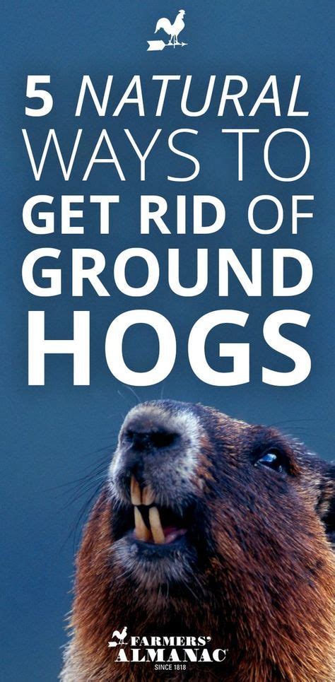 5 Natural Ways To Get Rid Of Groundhogs Without Harming Them