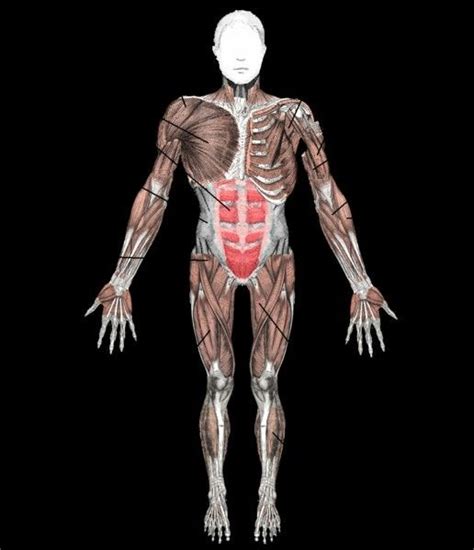 This diagram depicts muscle labeled diagram with parts and labels. Anterior muscles | Human body muscles, Human muscular ...