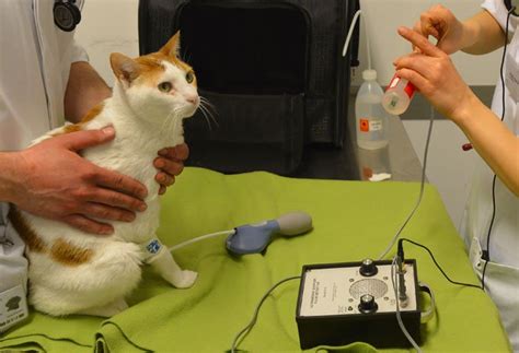 A healthy diet is a major factor in reducing your risk for heart disease. Cats And Leukemia Virus Infection (FeLV) - CatTime