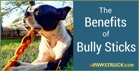 Although rawhides are all natural, they are much bully sticks are great for dental maintenance. Benefits of bully sticks for dogs. Gatsby is such a ...