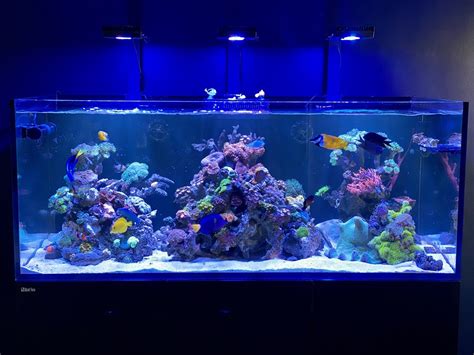 Photo 1 Reef Wonders 2 Orange Clownfish Blue Tang Fir