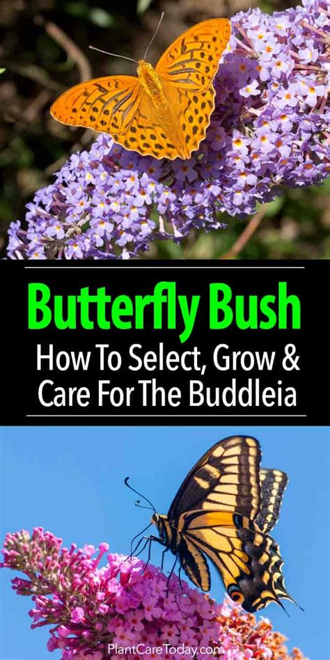 Buddleia Butterfly Bush Care How To Grow And Care For