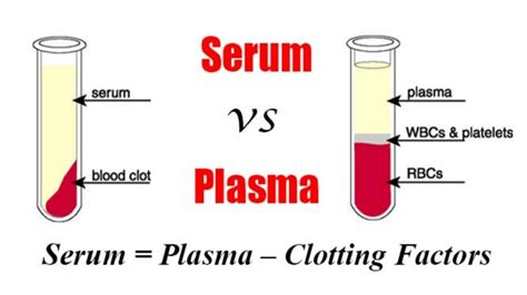 Serum Vs Plasma Whats The Difference Medicallabtechnician Mlt Youtube