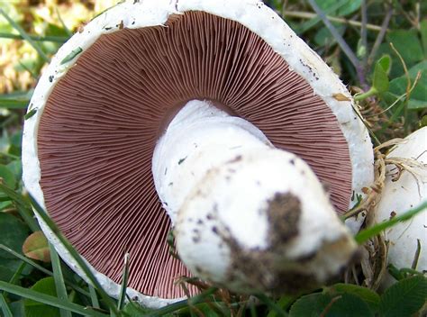 Agaricus Who Mushroom Hunting And Identification Shroomery Message