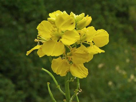 Charlock Mustard Sinapis Arvensis Nexles