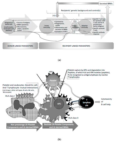 Diseases Free Full Text Immunological Features In The Process Of