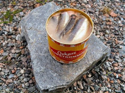 Surströmming Or Sour Herring Season In Sweden 2024 Roveme