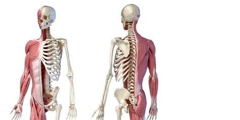 Penjelasan Sistem Gerak Manusia Rangka Tulang Otot Dan Sexiz Pix