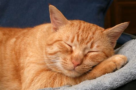 Рыжие коты счастье в доме Обсуждение на Liveinternet