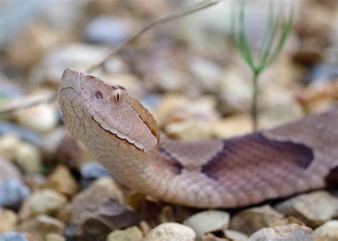 Be Prepared For Snakes In Spring And Summer Mississippi State