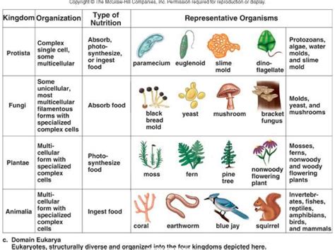 Classification Of Life Species Of Organisms презентация онлайн