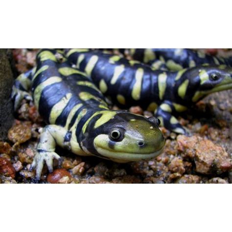 Fun Facts About Tiger Salamanders