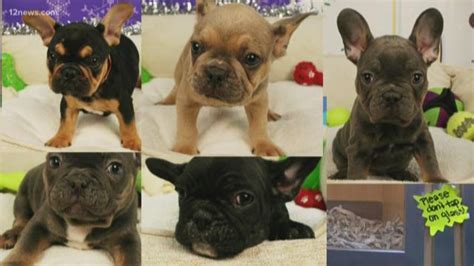 Thankfully, the french bulldog rescue dog does come with a lot of variety here and that. 5 French bulldog puppies stolen from Arizona Mills Mall | 12news.com