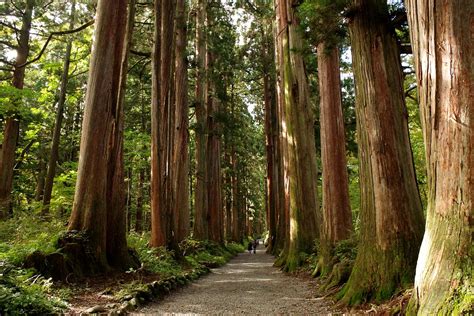 Togakushi Okusha Shrine And Forest Reserve Go Nagano Forest
