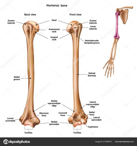 Structure Of The Humerus Bone With The Name And Description Of A Stock