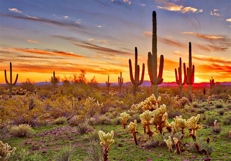 The Best Phoenix Parks And Sonoran Desert Trails In Arizona