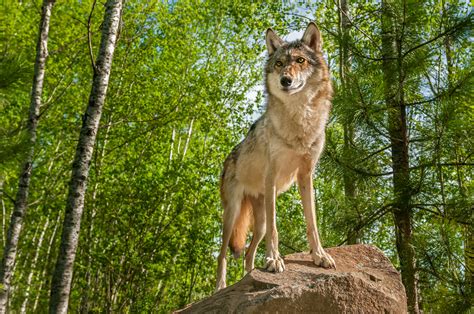 Hunter Charged With Killing A Protected Gray Wolf In Oregon Inhabitat