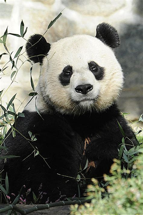Great Panda Ii Photograph By Keith Lovejoy Fine Art America
