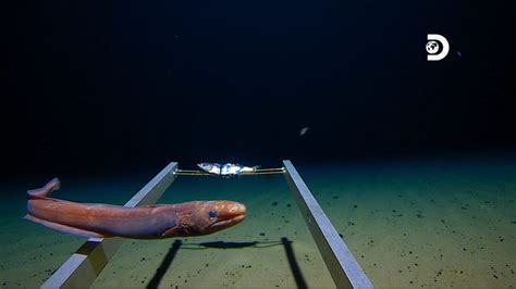 Dive To Discover New Species In Worlds Deepest Oceanic Trench Also