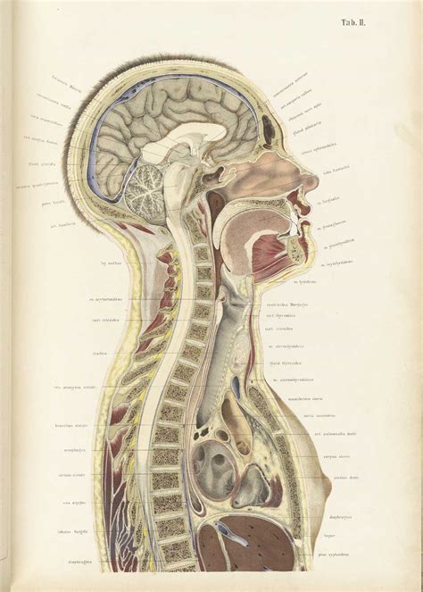 Historical Anatomies On The Web Wilhelm Braune Home