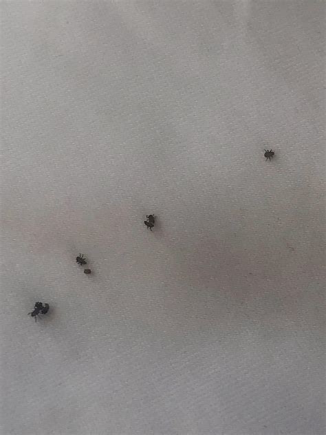 Hi I Just Noticed This Kind Of Tiny Black Bugs On My Bed Sheets I