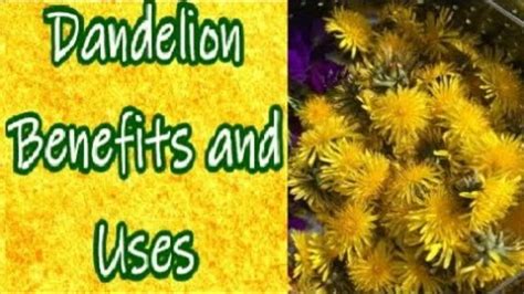 Dandelion Uses And Benefits