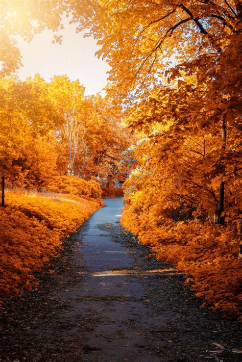 Fall Foliage Maple Trees Path 1477199 Pushna Wellness