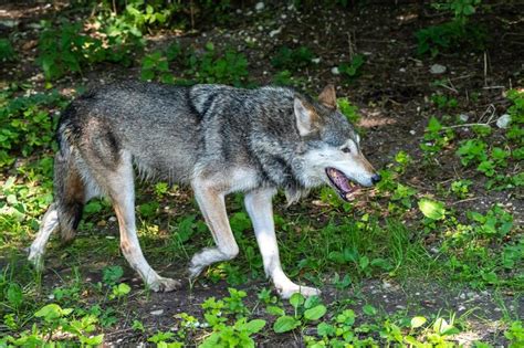 European Grey Wolf Canis Lupus In A German Park Stock Photo Image Of