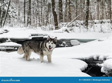 Young Alaskan Malamute Dog Standing In Snowy Forest Open Mouth Royalty