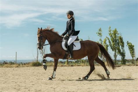 Types Of Horseback Riding Styles You Should Know About Horse Saddle Shop