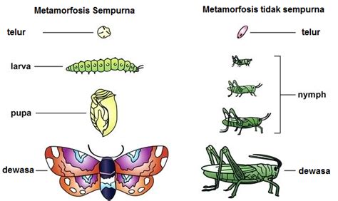Kemudian, telur tersebut menetas dan keluar nimfa atau belalang kecil yang belum memiliki sayap dan alat reproduksi. Intan Nirmala Blog's: PERKEMBANGBIAKAN PADA HEWAN