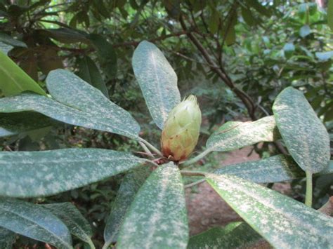 Overall, the most common reason that orchids fail to bloom is insufficient light. Rhododendron Bloom Report: July 5, 2019 - NH State Parks