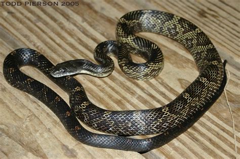 Evade obstacles and wiggle as far, as you can! Black Rat Snake (Pantherophis obsoletus) - Reptiles and ...