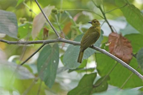 Buru Golden Bulbul Birdforum Opus Birdforum