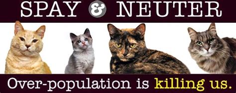 Ten Lives Club Cat Adoption Group Kittens Found In Dumpster Brought To
