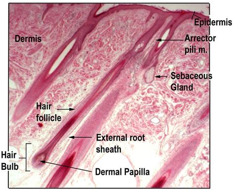 Labeled Hair Root Microscope Micropedia