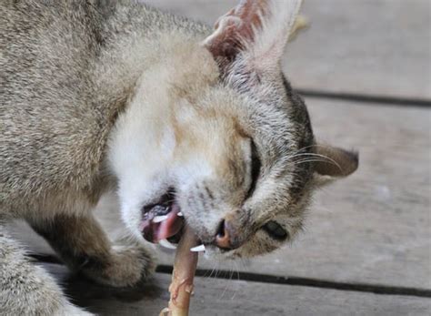 Prepared properly, small portions of. Can Cats Eat Bones? - Cat-World