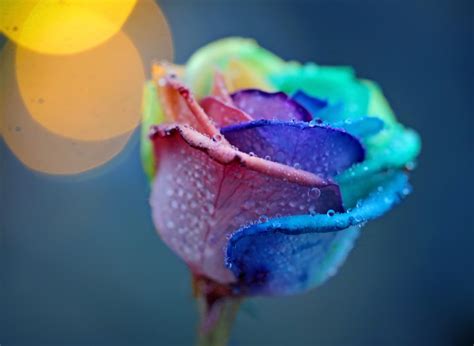 Rose With Multicolored Petals Wallpapers And Images Wallpapers