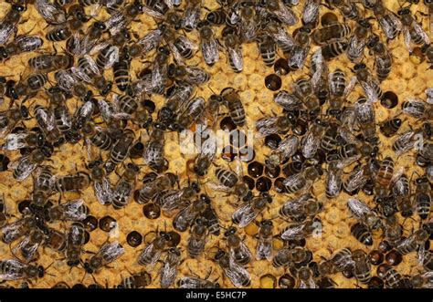 Bees On A Brood Comb With Capped Cells Of The Worker Bees Nine Days