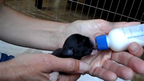 Bottle Feeding Newborn Puppy Youtube